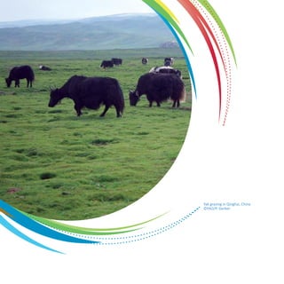 Yak grazing in Qinghai, China 
©FAO/P. Gerber 
 