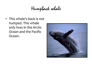 Humpback whaleThis whale’s back is not humped. This whale only lives in the Arctic Ocean and the Pacific Ocean. 