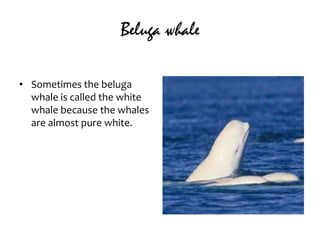 Beluga whaleSometimes the beluga whale is called the white whale because the whales are almost pure white.