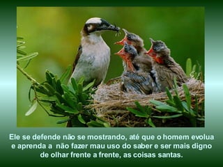 Ele se defende não se mostrando, até que o homem evolua e aprenda a  não fazer mau uso do saber e ser mais digno de olhar frente a frente, as coisas santas. 