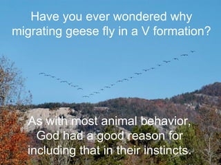 Have you ever wondered why migrating geese fly in a V formation? As with most animal behavior, God had a good reason for including that in their instincts. 