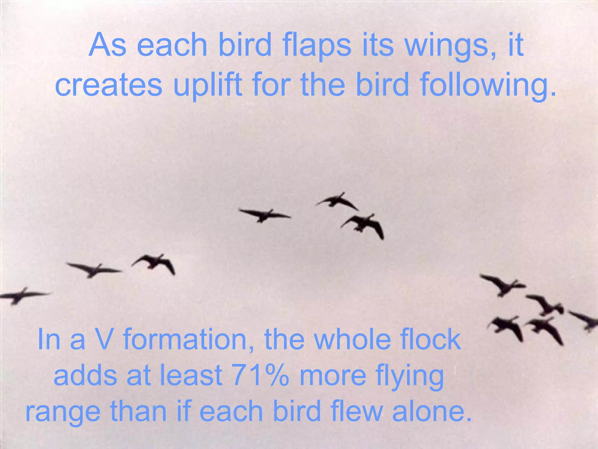 As each bird flaps its wings, it
creates uplift for the bird following.
In a V formation, the whole flock
adds at least 71% more flying
range than if each bird flew alone.
 