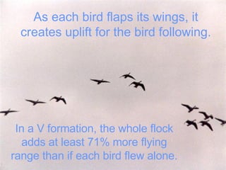 As each bird flaps its wings, it creates uplift for the bird following. In a V formation, the whole flock adds at least 71% more flying range than if each bird flew alone. 