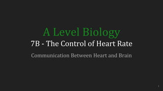 A Level Biology
7B - The Control of Heart Rate
Communication Between Heart and Brain
1
 