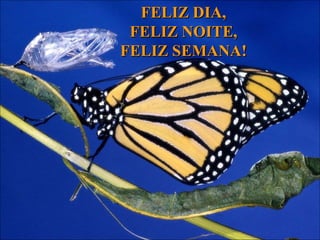 FELIZ DIA, FELIZ NOITE, FELIZ SEMANA! 