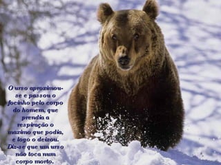 O urso aproximou-se e passou o focinho pelo corpo do homem, que prendia a respiração o maximo que podia, e logo o deixou. Diz-se que um urso não toca num corpo morto.   