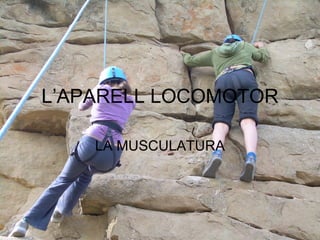 L’APARELL LOCOMOTOR LA MUSCULATURA 