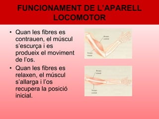 Quan les fibres es contrauen, el múscul s’escurça i es produeix el moviment de l’os. Quan les fibres es relaxen, el múscul s’allarga i l’os recupera la posició inicial. FUNCIONAMENT DE L’APARELL LOCOMOTOR 