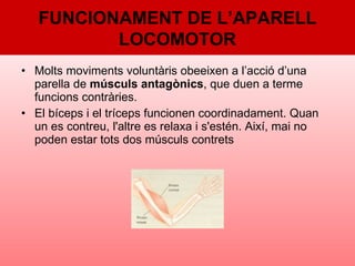 Molts moviments voluntàris obeeixen a l’acció d’una parella de  músculs antagònics , que duen a terme funcions contràries. El bíceps i el tríceps funcionen coordinadament. Quan un es contreu, l'altre es relaxa i s'estén. Així, mai no poden estar tots dos músculs contrets  FUNCIONAMENT DE L’APARELL LOCOMOTOR 