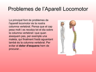 Problemes de l’Aparell Locomotor La principal font de problemes de l'aparell locomotor és la nostra columna vertebral. Pensa que el cap pesa molt i es recolza tot el dia sobre la columna vertebral i que quan aixequem pes, per exemple una maleta, qui finalment l'està aguantant també és la columna vertebral. Per evitar el  dolor d'esquena  hem de procurar… 