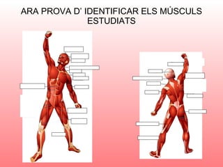 ARA PROVA D’ IDENTIFICAR ELS MÚSCULS ESTUDIATS 