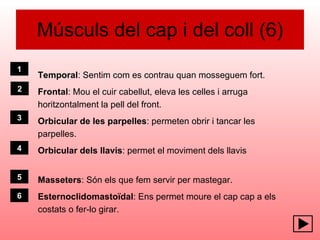 Músculs del cap i del coll (6) Temporal : Sentim com es contrau quan mosseguem fort. Frontal : Mou el cuir cabellut, eleva les celles i arruga horitzontalment la pell del front. Orbicular de les parpelles : permeten obrir i tancar les parpelles. Orbicular dels llavis : permet el moviment dels llavis Masseters : Són els que fem servir per mastegar. Esternoclidomastoïdal : Ens permet moure el cap cap a els  costats o fer-lo girar. 6 1 3 4 5 2 