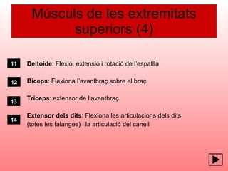 Músculs de les extremitats superiors (4) Deltoide : Flexió, extensió i rotació de l’espatlla Bíceps : Flexiona l’avantbraç sobre el braç Tríceps : extensor de l’avantbraç Extensor dels dits : Flexiona les articulacions dels dits  (totes les falanges) i la articulació del canell 11 13 14 12 