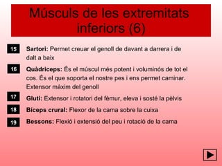 Músculs de les extremitats  inferiors (6) Sartori:  Permet creuar el genoll de davant a darrera i de  dalt a baix Quàdriceps:  És el múscul més potent i voluminós de tot el  cos. És el que soporta el nostre pes i ens permet caminar. Extensor màxim del genoll Gluti:  Extensor i rotatori del fèmur, eleva i sosté la pèlvis Bíceps crural:  Flexor de la cama sobre la cuixa Bessons:  Flexió i extensió del peu i rotació de la cama 15 17 18 19 16 