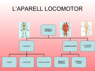 L’APARELL LOCOMOTOR PERMET EL MOVIMENT L’ESQUELET LA MUSCULATURA OSSOS CARTÍLAGS ARTICULACIONS MÚSCULS ESTRIATS MÚSCULS  LLISOS EL SISTEMA NERVIÓS 