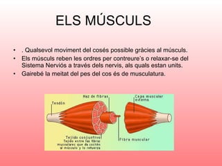 ELS MÚSCULS . Qualsevol moviment del cosés possible gràcies al músculs.  Els músculs reben les ordres per contreure’s o relaxar-se del Sistema Nerviós a través dels nervis, als quals estan units. Gairebé la meitat del pes del cos és de musculatura.  