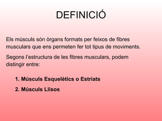 DEFINICIÓ Els músculs són òrgans formats per feixos de fibres musculars que ens permeten fer tot tipus de moviments.  Segons l’estructura de les fibres musculars, podem distingir entre: 1. Músculs Esquelètics o Estriats 2. Músculs Llisos 