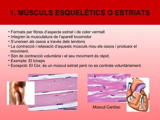 Formats per fibres d’aspecte estriat i de color vermell Integren la musculatura de l’aparell locomotor S’uneixen als ossos a través dels tendons La contracció i relaxació d’aquests músculs mou els ossos i produeix el  moviment.  Són de contracció voluntària i el seu moviment és ràpid. Exemple: El bíceps Excepció: El Cor, és un múscul estriat però no es controla voluntàriament.   Múscul Cardíac 1. MÚSCULS ESQUELÈTICS O ESTRIATS 