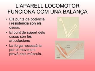 L’APARELL LOCOMOTOR FUNCIONA COM UNA BALANÇA Els punts de potència i resistència són els ossos. El punt de suport dels ossos són les articulacions La força necessària per el moviment prové dels músculs. 