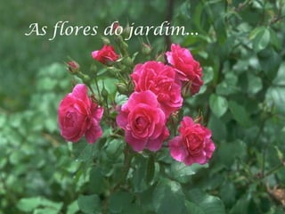 As flores do jardim...
 