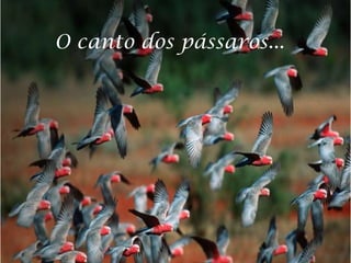 O canto dos pássaros...
 