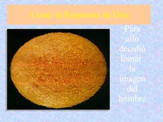 A traer la Respuesta de Dios Para ello decidió tomar  la imágen del hombre 