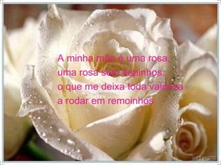 A minha mãe é uma rosa, uma rosa sem espinhos, o que me deixa toda vaidosa a rodar em remoinhos