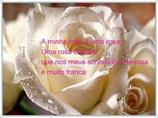 A minha mãe é uma rosa, Uma rosa branca, que nos meus sonhos cor-de-rosa é muito franca