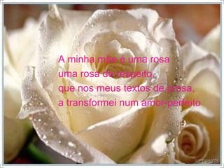 A minha mãe é uma rosa uma rosa de respeito, que nos meus textos de prosa, a transformei num amor-perfeito