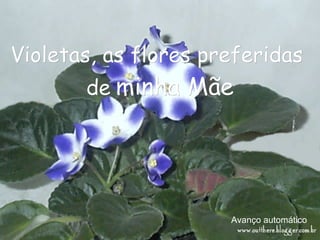 Avanço automático Violetas, as flores preferidas  de   minha Mãe 