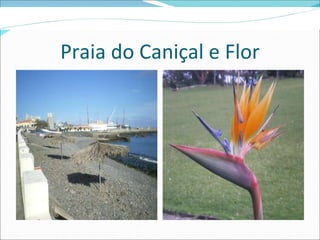 Praia do Caniçal e Flor 
