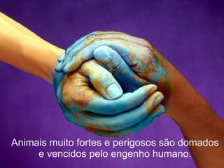 Animais muito fortes e perigosos são domados e vencidos pelo engenho humano. 