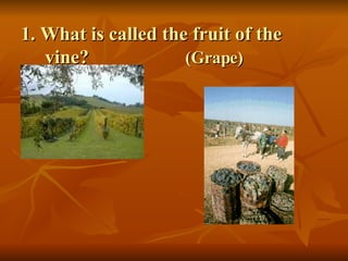 1. What is called the fruit of the    vine?  (Grape) 
