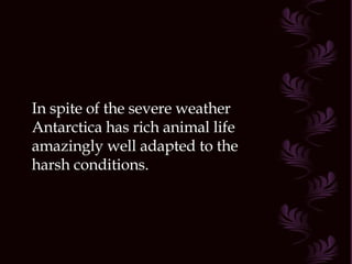In spite of the severe weather Antarctica has rich animal life amazingly well adapted to the harsh conditions.  