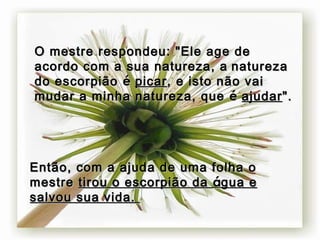 O mestre respondeu: "Ele age de acordo com a sua natureza, a   natureza do escorpião  é   picar , e isto não vai mudar a minha natureza, que  é   ajudar ".   Então, com a ajuda de uma folha o mestre  tirou o escorpião da  á gua e salvou sua vida.   