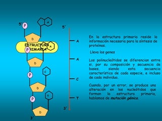 A
5´ P
                                   5´

                                            En la estructura primaria reside la
           D
                                        A   información necesaria para la síntesis de
   ESTRUCTURA A                             proteínas.
    PPRIMARIA
                                            Lleva los genes

                                        A   Los polinucleótidos se diferencian entre
               D
                                            si, por su composición y secuencia de
                                            bases,      siendo    esta     secuencia
                           C
                                            característica de cada especie, e incluso
       P
                                            de cada individuo.
                                        C
                                            Cuando, por un error, se produce una
                   D
                                            alteración en los nucleótidos que
                                            forman    la   estructura    primaria,
                               T
           P                            T   hablamos de mutación génica.

                                   3´
                       D

       3´
 