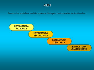 ADN

Como en las proteínas también podemos distinguir cuatro niveles esctructurales




      ESTRUCTURA
       PRIMARIA

                         ESTRUCTURA
                         SECUNDARIA

                                            ESTRUCTURA
                                             TERCIARIA

                                                                 ESTRUCTURA
                                                                CUATERNARIA
 