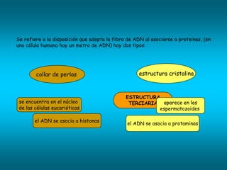 Se refiere a la disposición que adopta la fibra de ADN al asociarse a proteínas, (en
una célula humana hay un metro de ADN) hay dos tipos:




        collar de perlas                            estructura cristalina



                                               ESTRUCTURA
 se encuentra en el núcleo                      TERCIARIA aparece en los
 de las células eucarióticas                             espermatozoides

        el ADN se asocia a histonas
                                               el ADN se asocia a protaminas
 