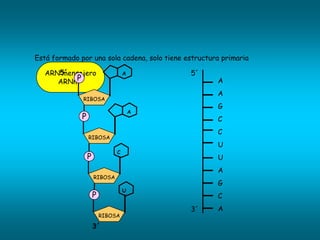 Está formado por una sola cadena, solo tiene estructura primaria

   ARN5´
       mensajero                   A          5´
      ARNm P                                          A
                                                      A
              RIBOSA
                                                      G
                                       A
              P                                       C
                                                      C
                  RIBOSA
                                                      U
                               C
                  P                                   U
                                                      A
                      RIBOSA
                                                      G
                                   U
                      P                               C
                                              3´      A
                          RIBOSA

                      3´
 