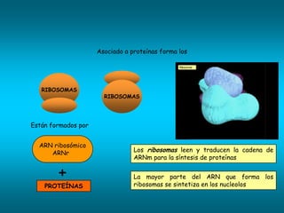 Asociado a proteínas forma los




   RIBOSOMAS
                       RIBOSOMAS


                                                      ARN ribosómico
                                                         ARNr
Están formados por


  ARN ribosómico
     ARNr                        Los ribosomas leen y traducen la cadena de
                                 ARNm para la síntesis de proteínas

        +                        La mayor parte del ARN que forma los
                                 ribosomas se sintetiza en los nucleolos
    PROTEÍNAS
 