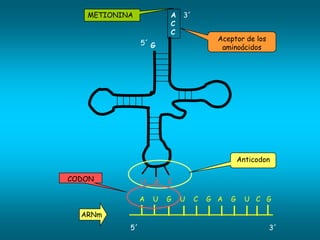 METIONINA            A   3´
                        C
                        C
                                       Aceptor de los
                5´ G
                                        aminoácidos




                                               Anticodon

CODON           U   A   C

                A   U   G   U    C   G A   G     U C G

  ARNm
           5´                                           3´
 