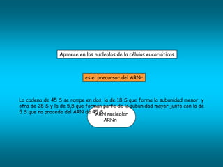 Aparece en los nucleolos de la células eucarióticas



                            es el precursor del ARNr



La cadena de 45 S se rompe en dos, la de 18 S que forma la subunidad menor, y
otra de 28 S y la de 5,8 que forman parte de la subunidad mayor junto con la de
5 S que no procede del ARN de 45 S. nucleolar
                                 ARN
                                    ARNn
 