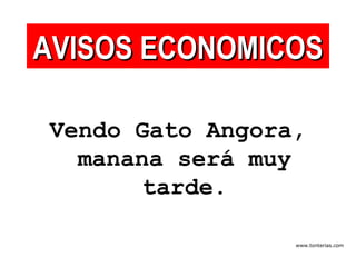 Vendo Gato Angora, manana será muy tarde. AVISOS ECONOMICOS 