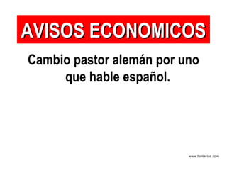 Cambio pastor alemán por uno que hable español. AVISOS ECONOMICOS 