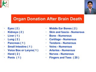 Organ Donation After Brain Death <ul><li>Eyes ( 2 ) </li></ul><ul><li>Kidneys ( 2 )  </li></ul><ul><li>Liver ( 1 ) </li></...