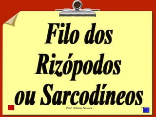 Filo dos Rizópodos ou Sarcodíneos 
