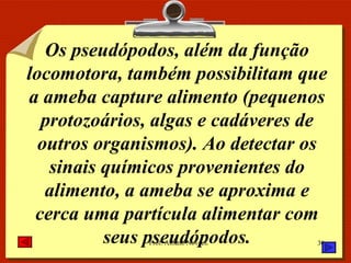 Os pseudópodos, além da função locomotora, também possibilitam que a ameba capture alimento (pequenos protozoários, algas e cadáveres de outros organismos). Ao detectar os sinais químicos provenientes do alimento, a ameba se aproxima e cerca uma partícula alimentar com seus pseudópodos. 