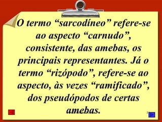 O termo “sarcodíneo” refere-se ao aspecto “carnudo”, consistente, das amebas, os principais representantes. Já o termo “rizópodo”, refere-se ao aspecto, às vezes “ramificado”, dos pseudópodos de certas amebas. 