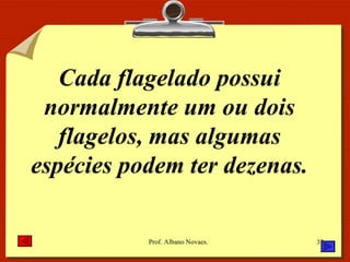 Cada flagelado possui normalmente um ou dois flagelos, mas algumas espécies podem ter dezenas. 