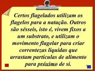 Certos flagelados utilizam os flagelos para a natação. Outros são sésseis, isto é, vivem fixos a um substrato, e utilizam o movimento flagelar para criar correntezas líquidas que arrastam partículas de alimento para próximo de si. 